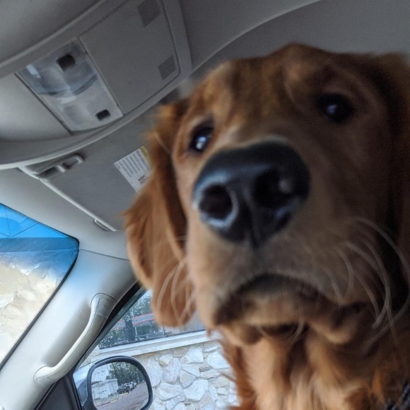 Meet your Posher, Rana - Picture 3 of 5